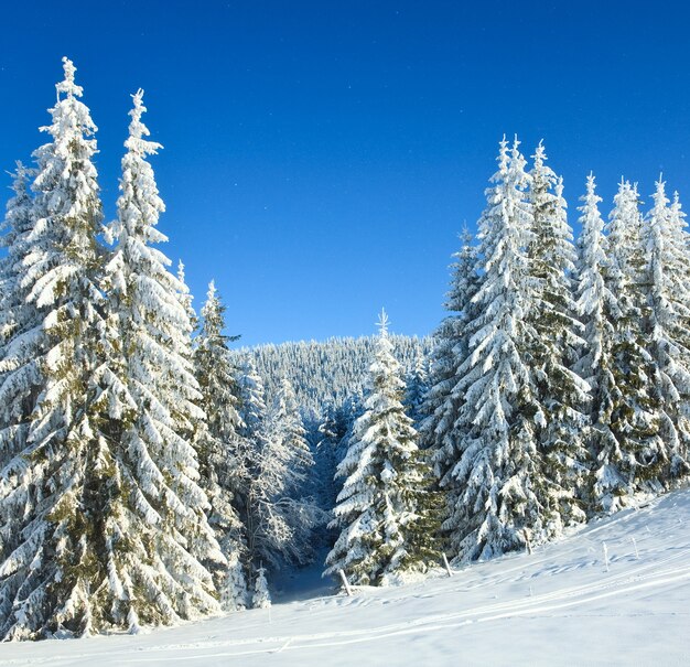 Inverno calmo paesaggio di montagna con brina e abeti innevati e nevicate