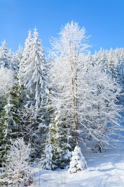 Inverno calmo paesaggio di montagna con brina e abeti innevati e qualche nevicata