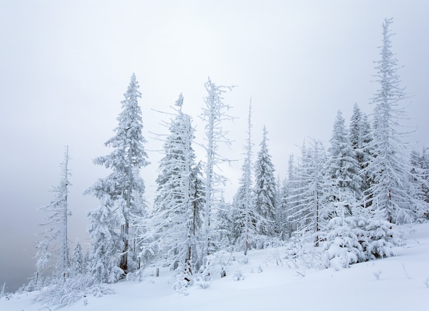 Inverno calmo paesaggio di montagna con nevicate e bellissimi abeti sul pendio (monte Kukol, Carpazi, Ucraina)