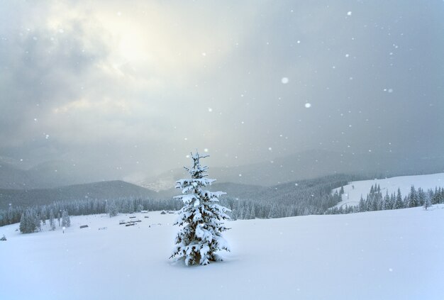 Inverno calmo paesaggio di montagna con nevicate e bellissimi abeti sul pendio