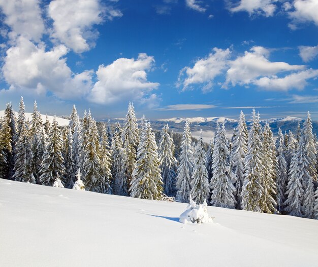 Inverno calmo paesaggio di montagna con rime e abeti innevati (vista dalla stazione sciistica di Bukovel (Ucraina) alla cresta di Svydovets)