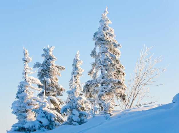 Inverno coperta di neve abeti sul fianco di una montagna su sfondo blu cielo (Carpazi, Ucraina)