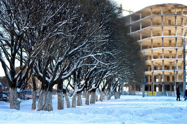 Inverno di legno del sole dell'albero della via della città