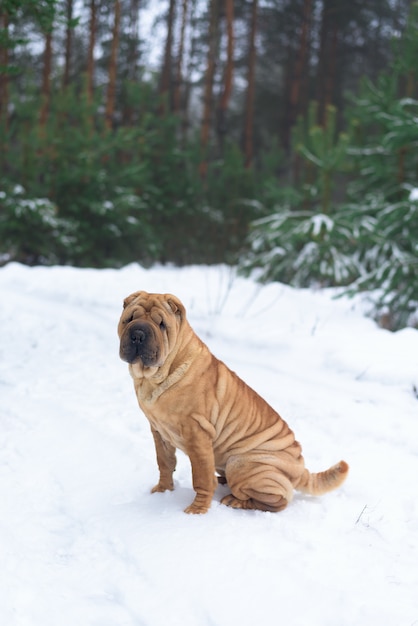 Inverno di Shar Pei nella foresta di conifere.