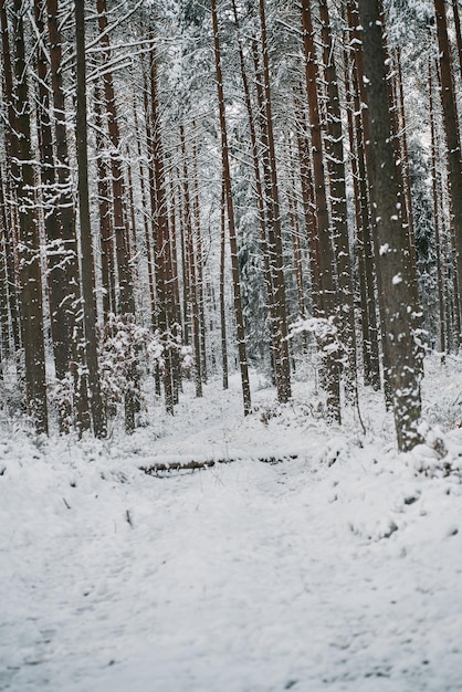 Inverno foresta vicolo coperto di neve durante la tempesta di neve Percorso rurale nei boschi durante l'inverno