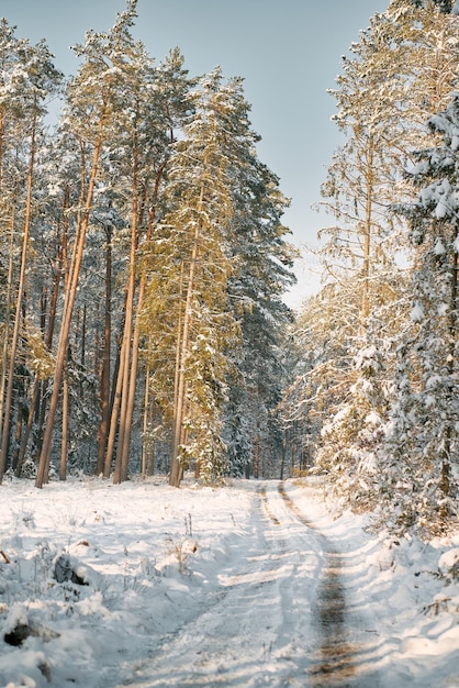 Inverno foresta vicolo coperto di neve durante la tempesta di neve Percorso rurale nei boschi durante l'inverno