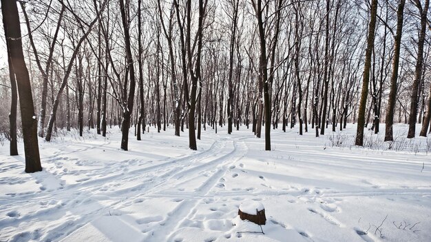 inverno foresta