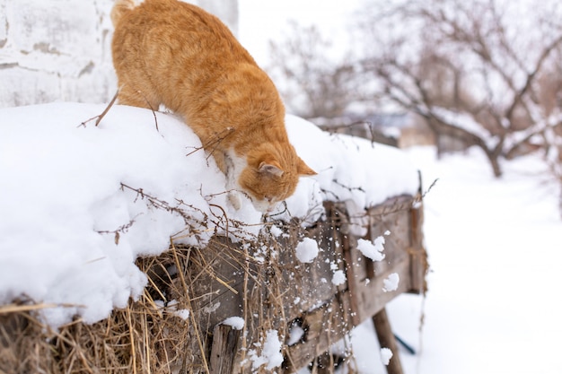 Inverno. Gatto rosso che salta nella neve