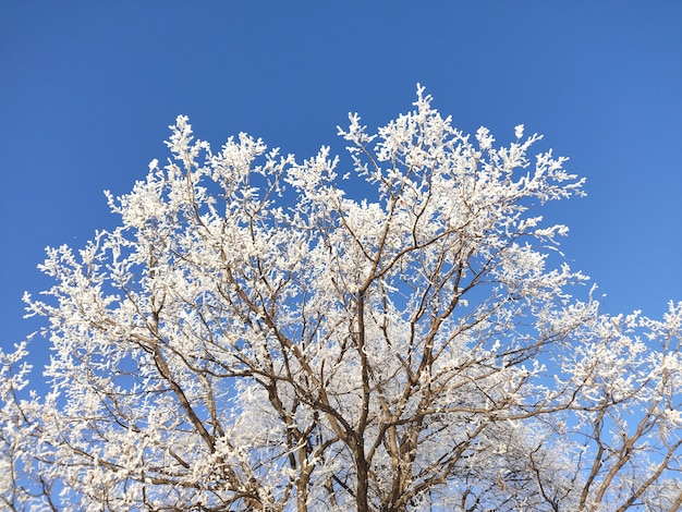 Inverno gelido paesaggio innevato con alberi