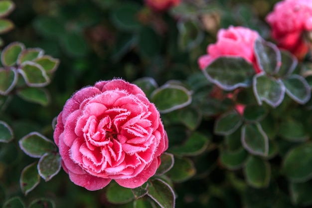 Inverno in giardino. Brina sui petali di una rosa rosa, il primo gelo.
