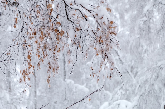 Inverno in montagna