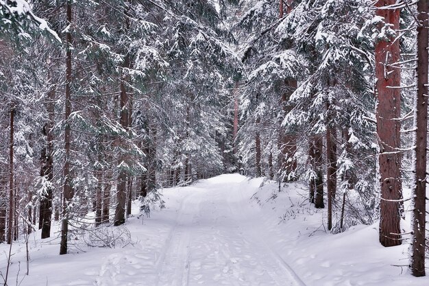 inverno in un paesaggio di pineta, alberi coperti di neve, gennaio in una fitta foresta vista stagionale