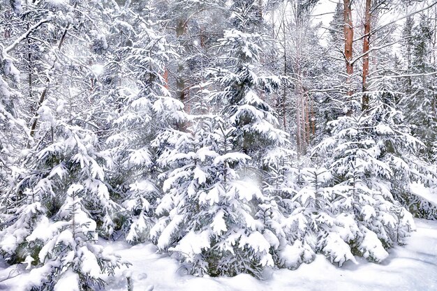 inverno in un paesaggio di pineta, alberi coperti di neve, gennaio in una fitta foresta vista stagionale