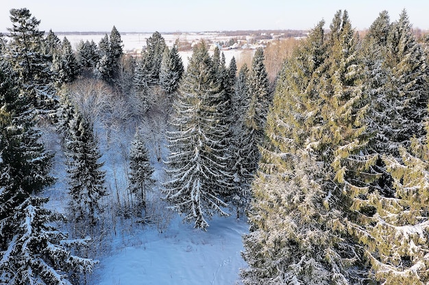 inverno in un paesaggio di pineta, alberi coperti di neve, gennaio in una fitta foresta vista stagionale