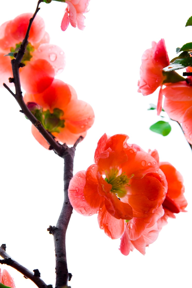 Foto inverno, inizio primavera, rosa, longevità prugna, prugna