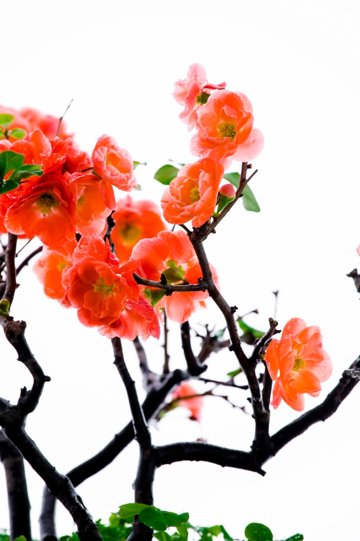 Foto inverno, inizio primavera, rosa, longevità prugna, prugna