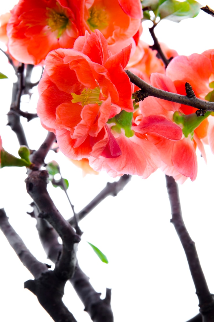 Foto inverno, inizio primavera, rosa, longevità prugna, prugna
