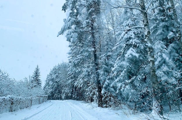 Inverno La prima neve sui rami dei cespugli e degli alberi