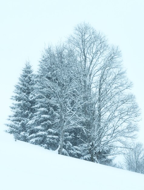 Inverno montagna nebbiosa giornata noiosa nevicata paesaggio