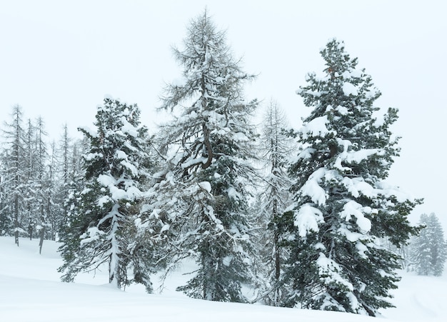 Inverno montagna nebbiosa giornata noiosa paesaggio innevato