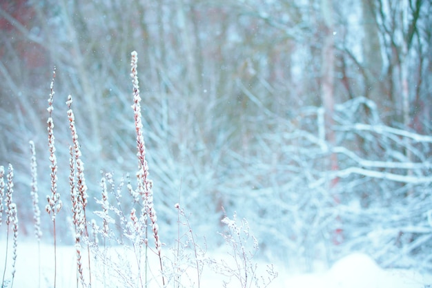 Inverno Natale paesaggio idilliaco Alberi bianchi nella foresta ricoperta di neve