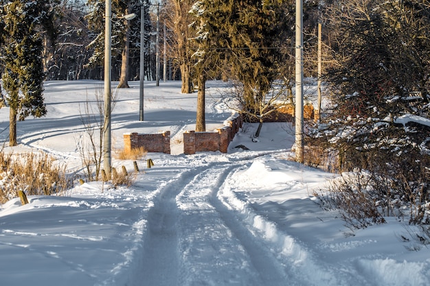 inverno nei boschi