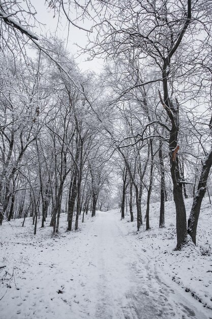 Inverno nel parco cittadino