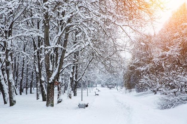 Inverno nel parco. Paesaggio invernale della città.