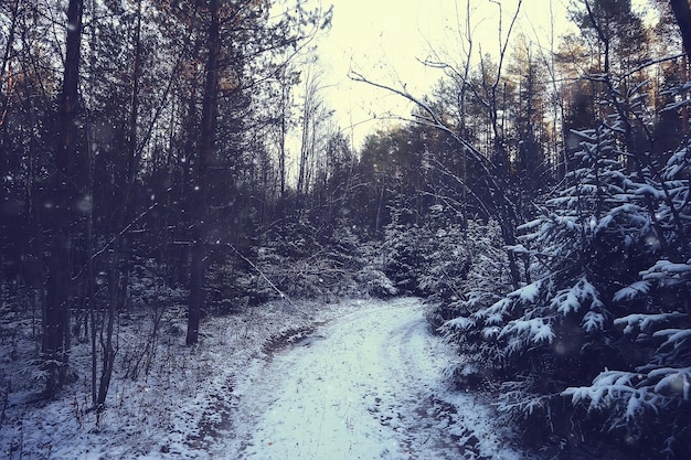 Inverno nel villaggio russo / paesaggio invernale, foresta in Russia, alberi innevati nella provincia