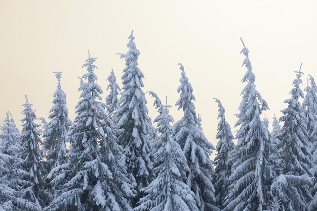 Inverno nella foresta di abeti