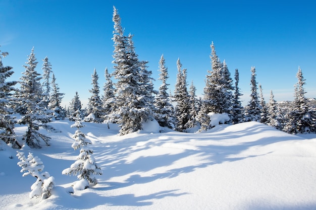 Inverno nella foresta ghiacciata in montagna