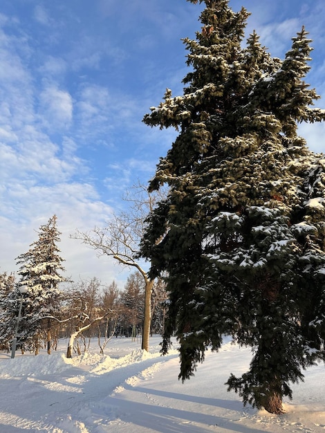 inverno nella foresta