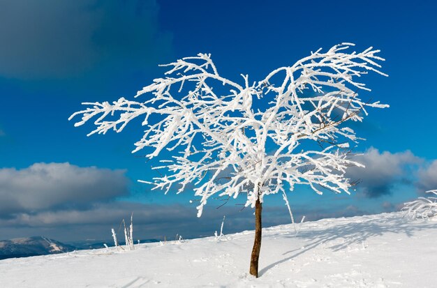 Inverno neve rannicchiato albero in montagna