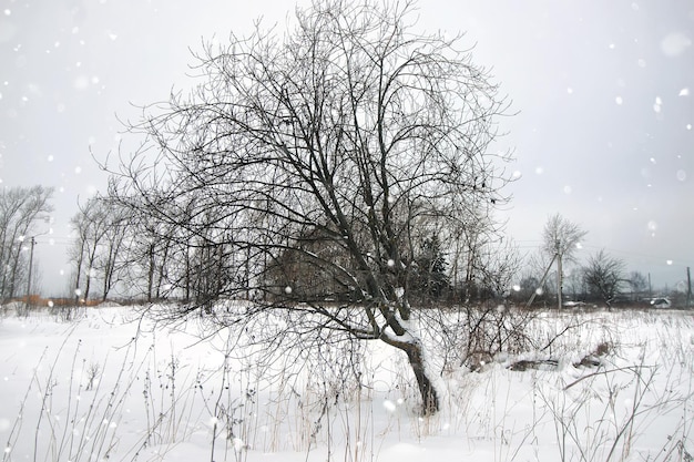 Inverno neve rustico albero solitario