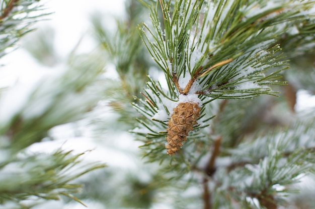 Inverno, nevica. Decorazioni festive appese sui rami di un albero di Natale, coperte di neve. Albero di Natale decorato sulla strada nel pomeriggio.