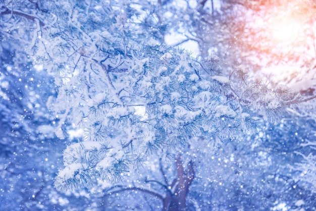 Inverno nevoso albero di pino scena di Natale Rami di pino ricoperti di gelo Rami innevati in inverno