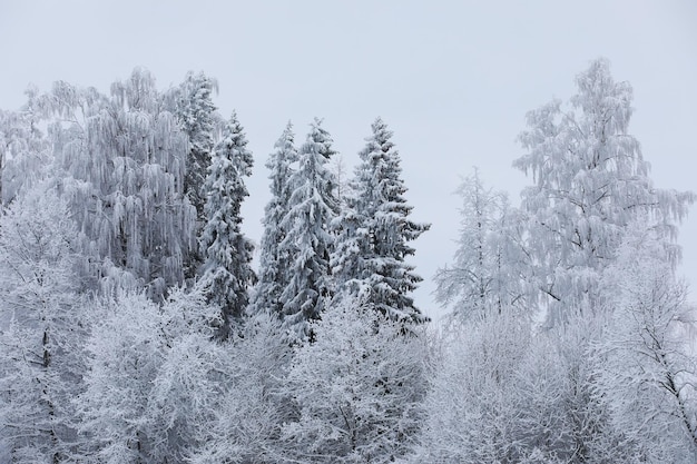 Inverno nevoso paesaggio gelido La foresta è ricoperta di neve Gelo e nebbia nel parco