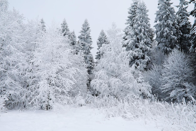 Inverno nevoso paesaggio gelido La foresta è ricoperta di neve Gelo e nebbia nel parco