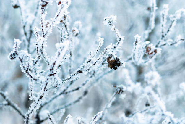 Inverno nevoso rami primo piano brina bianca sullo sfondo della natura degli alberi