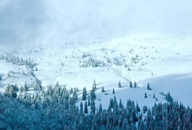 Inverno nuvoloso paesaggio di montagna con abeti sul pendio (Carpazi, Ucraina)