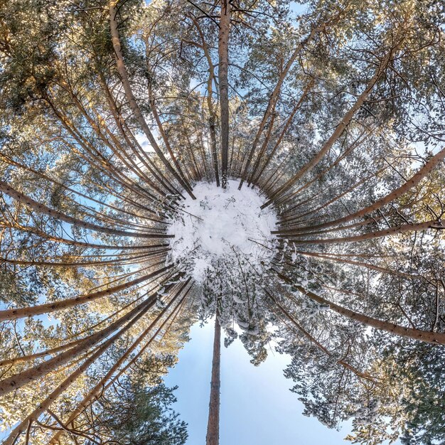 Inverno piccolo pianeta nella foresta innevata nel cielo blu trasformazione del panorama sferico a 360 gradi Sferico vista aerea astratta nella foresta Curvatura dello spazio