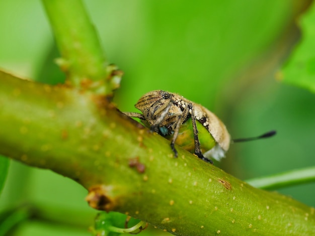 Invertire planthopper