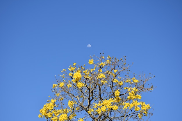 Ipe gialla fiorita con cielo azzurro e luna