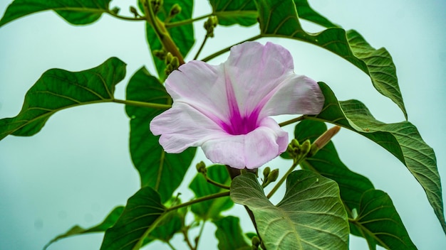 Ipomoea aquatica fiore bianco e rosa fiore del mattino