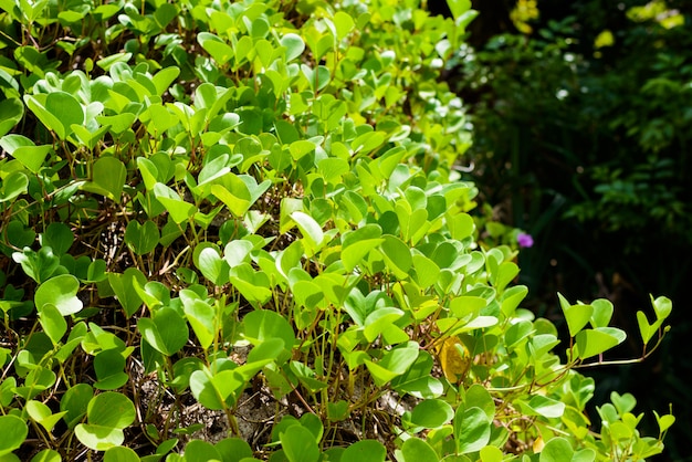 Ipomoea pes-caprae Sweet o Beach Morning Glory