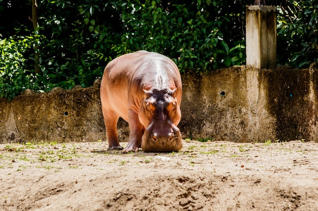 Ippopotamo al coperto in natura