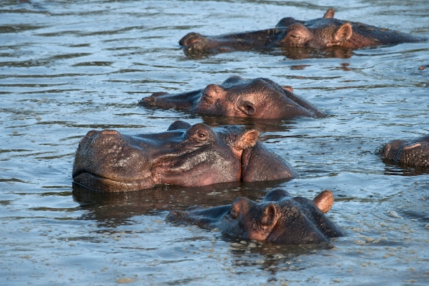 Ippopotamo al Parco Nazionale del Serengeti