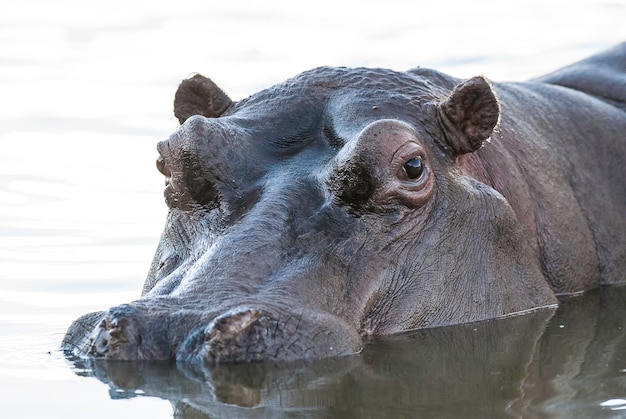 Ippopotamo anfibio nel pozzo d'acqua del parco nazionale Kruger, in Sudafrica