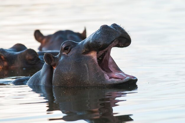 Ippopotamo anfibio nel pozzo d'acqua del parco nazionale Kruger, in Sudafrica
