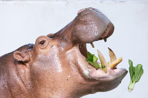 ippopotamo che mangia verdura in uno zoo su sfondo bianco